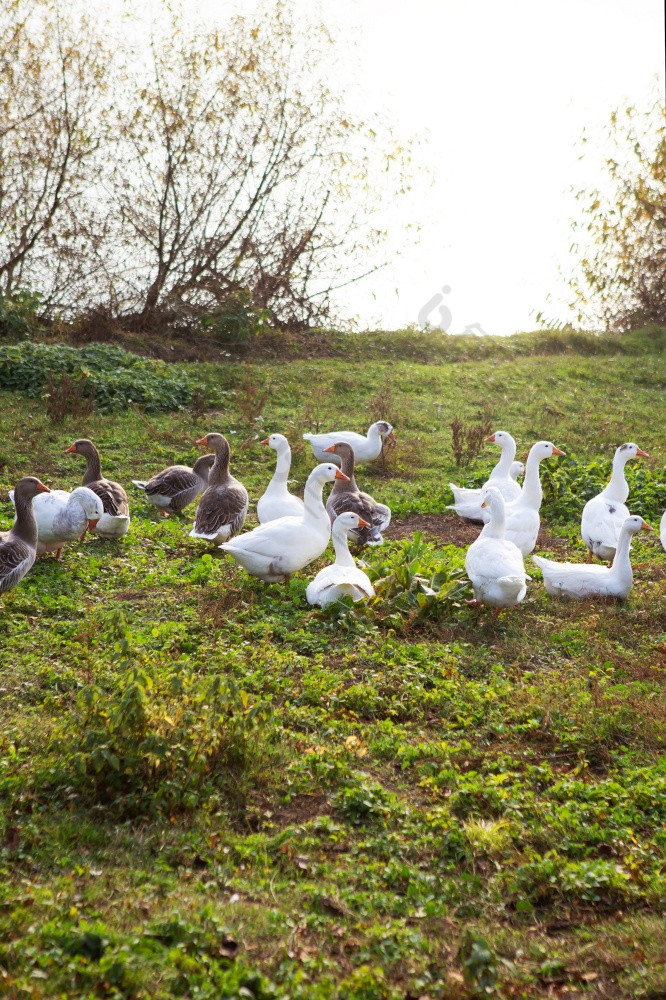 白色和灰色的鹅群附近的水金秋天特写镜头白色和灰色的鹅群附近的水金秋天特写镜头