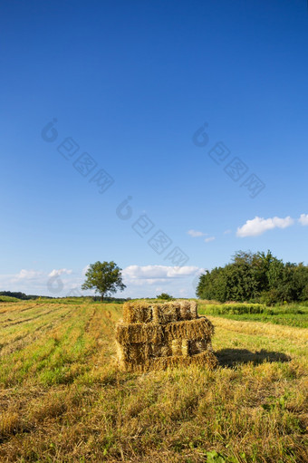 矩形形状的包稻草农田与蓝色的美丽的天空收获夏天日落温暖的光矩形形状的包稻草农田与蓝色的美丽的天空收获夏天日落温暖的光
