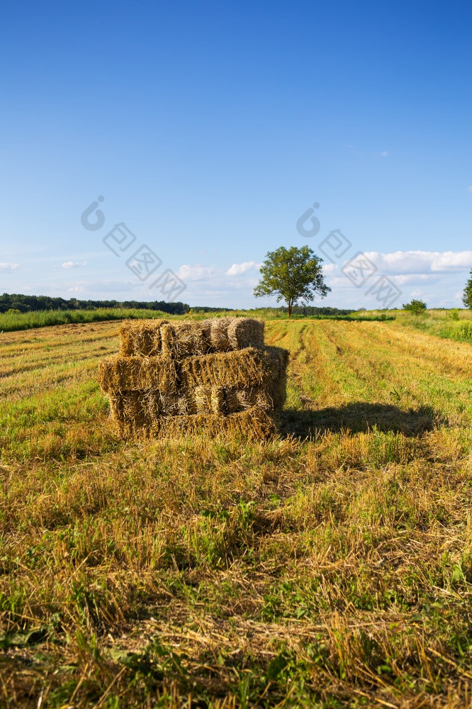 矩形形状的包稻草农田与蓝色的美丽的天空收获矩形形状的包稻草农田与蓝色的美丽的天空收获