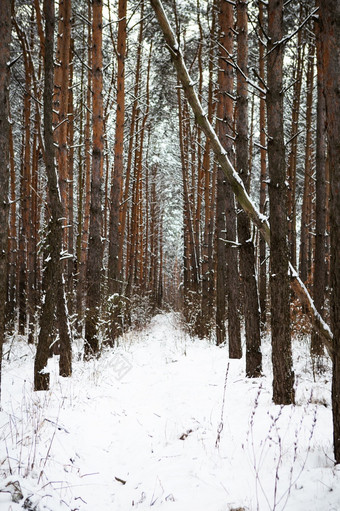 美丽的松森林冷淡的一天隧道使松树的太阳rsquo射线通过通过的树的冬天森林美丽的松森林冷淡的一天隧道使松树的太阳rsquo射线通过通过的树的冬天森林