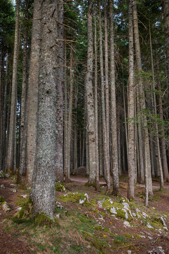 非常美丽的和<strong>密集</strong>的森林Durmitor国家公园黑山共和国非常美丽的和<strong>密集</strong>的森林Durmitor国家公园黑山共和国