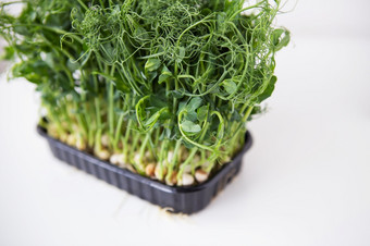 (2008年)microgreen<strong>豆芽</strong>生<strong>豆芽</strong>在健康的食物概念维生素和矿物质首页(2008年)microgreen<strong>豆芽</strong>生<strong>豆芽</strong>在健康的食物概念维生素和矿物质首页