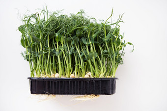 (2008年)microgreen<strong>豆芽</strong>生<strong>豆芽</strong>在健康的食物概念支持的身体与维生素任何时间的一年美味的和健康的(2008年)microgreen<strong>豆芽</strong>生<strong>豆芽</strong>在健康的食物概念支持的身体与维生素任何时间的一年美