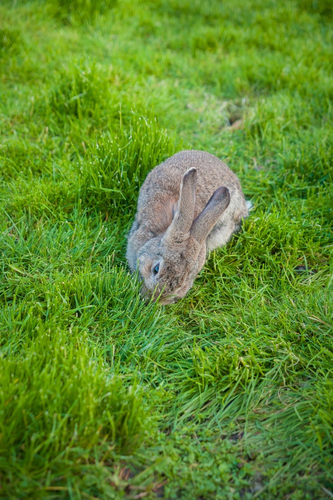 一个兔子吃草的花园一个兔子吃草花园图片