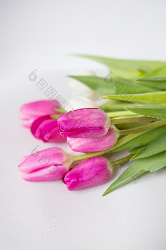 美丽的春天花束与粉红色的和白色郁金香白色背景明信片为的假期美丽的春天花束与粉红色的和白色郁金香白色背景明信片为的假期