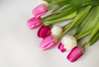 美丽的春天花束与粉红色的和白色郁金香白色背景春天3月生日明信片的地方为登记美丽的春天花束与粉红色的和白色郁金香白色背景春天3月生日明信片的地方为登记
