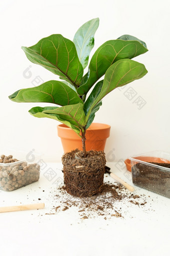 配件为移植flowerpot-ficus天琴座盆栽首页植物热带榕属植物天琴座首页园艺植物那是空气净化器配件为移植flowerpot-ficus天琴座盆栽首页植物热带榕属植物天琴座首页园艺植物那是空气净