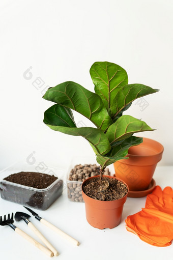 配件为移植flowerpot-ficus天琴座盆栽首页植物热带榕属植物天琴座首页园艺植物那是空气净化<strong>器</strong>配件为移植flowerpot-ficus天琴座盆栽首页植物热带榕属植物天琴座首页园艺植物那是空气净