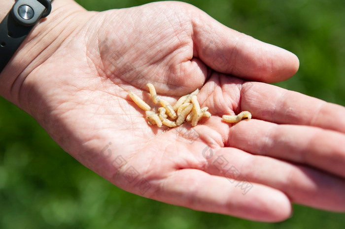 生活蛆幼虫男人。rsquo手食物为鱼的概念但rsquo娱乐钓鱼旅行生活蛆幼虫男人。rsquo手食物为鱼的概念但rsquo娱乐钓鱼旅行