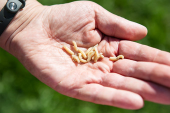 生活蛆幼虫男人。rsquo手食物为鱼的概念但rsquo娱乐钓鱼旅行生活蛆幼虫男人。rsquo手食物为鱼的概念但rsquo娱乐钓鱼旅行