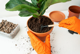 的过程移植flowerpot-ficus天琴座手持有热带榕属植物移植盆栽首页植物热带榕属植物天琴座首页园艺植物那是空气净化器的过程移植flowerpot-ficus天琴座手持有热带榕属植物移植盆栽首页