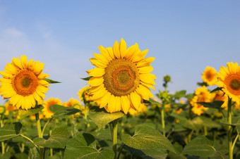 美丽的场盛开的金向<strong>日</strong>葵对蓝色的天空<strong>收获</strong>准备向<strong>日</strong>葵石油生产美丽的场盛开的金向<strong>日</strong>葵对蓝色的天空<strong>收获</strong>准备向<strong>日</strong>葵石油生产