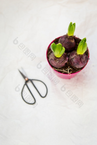 移植风信子<strong>花盆</strong>春天花与灯泡能土壤移植工具视图从以上移植风信子<strong>花盆</strong>春天花与灯泡能土壤移植工具视图从以上