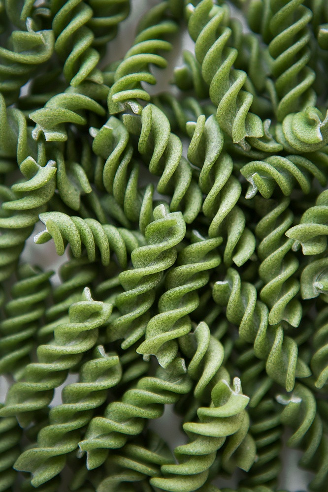 生绿色福西利意大利面自然基于菠菜和螺旋藻美味的和健康的食物特写镜头生绿色福西利意大利面自然基于菠菜和螺旋藻美味的和健康的食物特写镜头