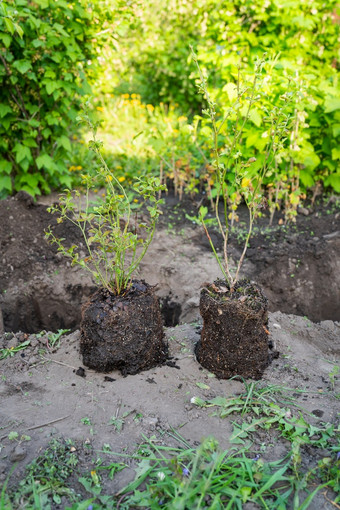 蓝莓布什幼苗布什种植土地准备挖掘洞男人。种<strong>植树</strong>的概念生态和环境保护蓝莓布什幼苗布什种植土地准备挖掘洞男人。种<strong>植树</strong>的概念生态和环境保护