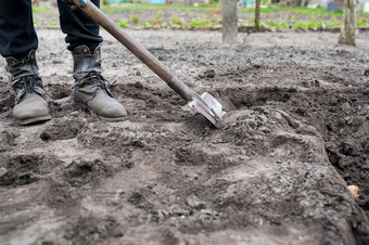 种植土豆块茎的地面早期春天准备为的花园季节男人。与铲挖掘花园种植土豆块茎的地面早期春天准备为的花园季节男人。与铲挖掘花园
