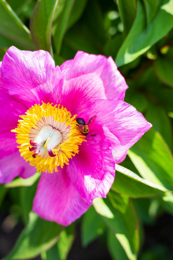 美丽的粉红色的牡丹花与传粉者黄蜂夏天盛开的和香特写镜头美丽的粉红色的牡丹花与传粉者黄蜂夏天盛开的和香特写镜头