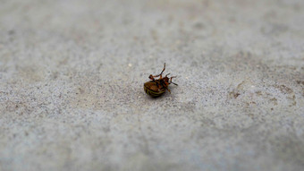 科罗拉多州土豆甲虫翻转和爬宏视频的科罗拉多州土豆甲虫走科罗拉多州土豆甲虫翻转和爬宏视频的科罗拉多州土豆甲虫走