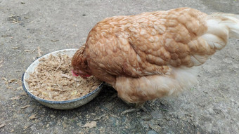 棕色（的）鸡吃<strong>粮食</strong>和煮熟的复合饲料从碗免费的范围农场鸡有机农场国内家禽啄有机食物棕色（的）鸡吃<strong>粮食</strong>和煮熟的复合饲料从碗免费的范围农场鸡有机农场国内家禽啄有机食物