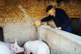 高级男人。农民的秋天一天会的猪舍饲料的动物猪老养老金领取者喂养猪与玉米种子
