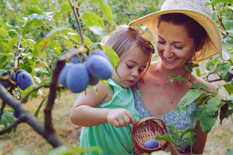 年轻的女人和她的女儿收获李子挑选成熟的李子从的树分支他们的有机农场水果妈妈。和孩子夏天一天