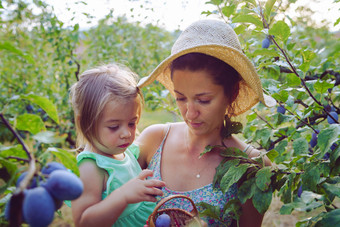 年轻的女人和她的女儿收获李子挑选成熟的李子从的树分支他们的有机农场水果妈妈。和孩子夏天一天