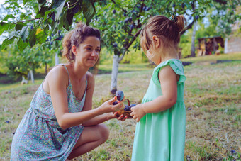 年轻的女人和她的两个年女儿收获李子挑选成熟的李子从的树分支他们的有机农场果园水果妈妈。和孩子夏天一天