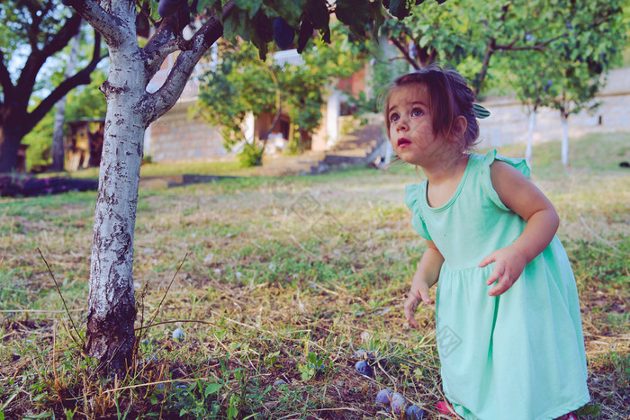 小小金发女郎女孩挑选成熟的有机李子的树的果园水果李子夏天秋天一天