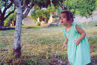 小小金发女郎女孩挑选成熟的有机李子的树的果园水果李子夏天秋天一天