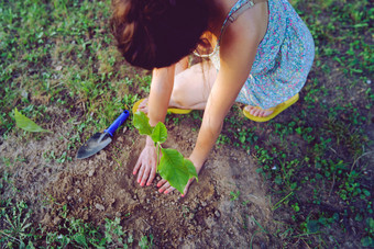 高角视图年轻的女人夏天衣服种<strong>植树</strong>她的花园后院自然场