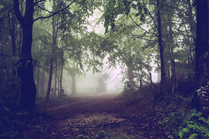 山路路径槽的树森林山范围黑暗有雾的雾多雨的一天