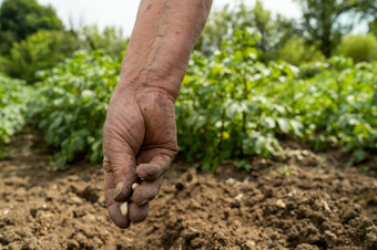 关闭手女农民女人种植种子豆子的场作物播种