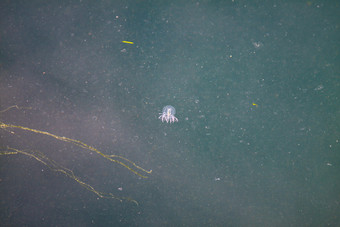 透明的白色水母浮点数水
