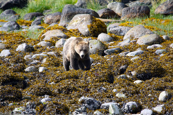 灰熊熊搜索为食物加拿大