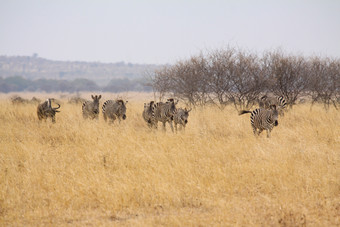 斑马群移动通过干草原