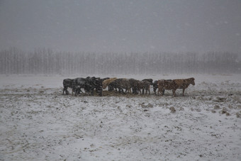 群野生马的雪吹冷和雾