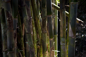 强大的竹子管道竹子森林亚洲