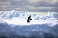 孤独的企鹅坐在冰浮冰和看起来奇怪的是在他的肩膀