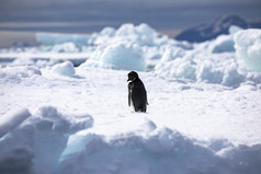 有趣的企鹅转头和看起来在肩膀前面白色蓝色的冰山