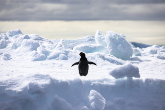 企鹅传播它的是白色冰山南极洲