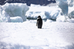 黑色的和白色企鹅站孤独的浮动冰山南极洲