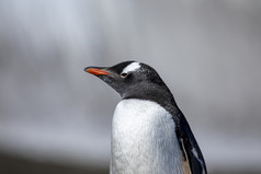 特写镜头企鹅关闭与黑色的和白色羽毛和红色的嘴