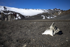 部分鲸鱼骨头谎言黑色的熔岩石头与毁了的背景南极洲