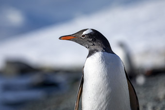 企鹅关闭转头和看起来的一边和显示它的伟大的配置文件