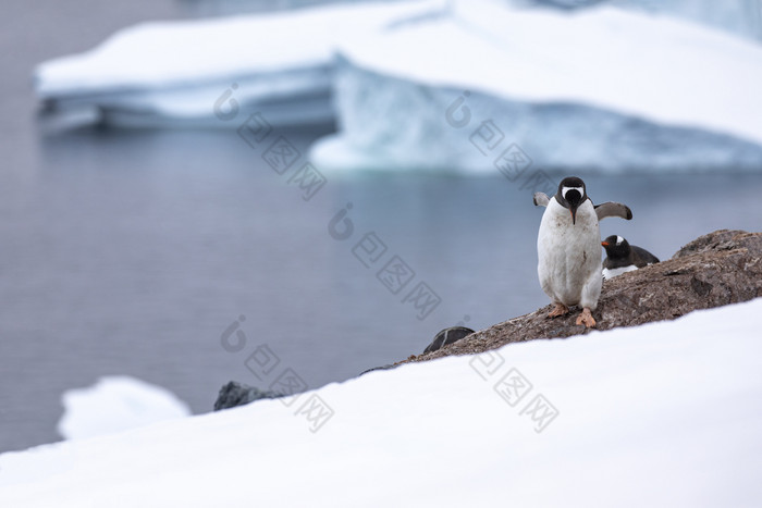 企鹅小心翼翼地走出的殖民地rsquo嵌套网站成白色雪景观南极洲