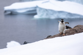 企鹅小心翼翼地走出的殖民地rsquo嵌套网站成<strong>白色雪景</strong>观南极洲