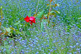 红色的玫瑰花很多小蓝色的小花花园