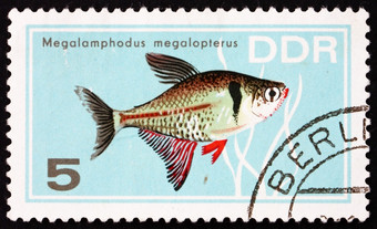 <strong>民主</strong>德国约邮票印刷<strong>民主</strong>德国显示MegalamphodusMegalopterus热带鱼约