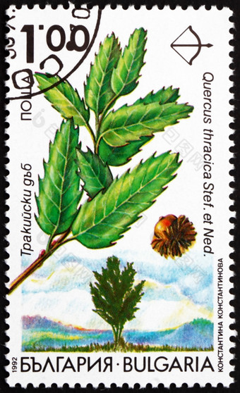 保加利亚约邮票印刷的保加利亚显示色雷斯人橡木Quercus色雷斯卡伊瓦而且涅贾尔科夫树约