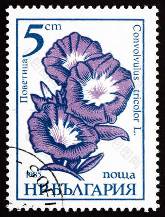保加利亚约邮票印刷的保加利亚显示矮早....荣耀旋花植物三原色花约